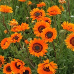 Orange Anthemoides Flower Seeds for Planting - NON GMO Seeds Dhara Seeds