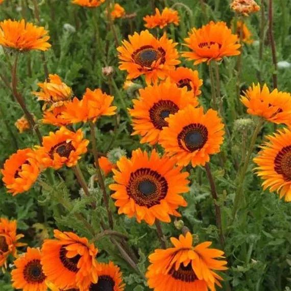 Orange Anthemoides Flower Seeds for Planting - NON GMO Seeds Dhara Seeds