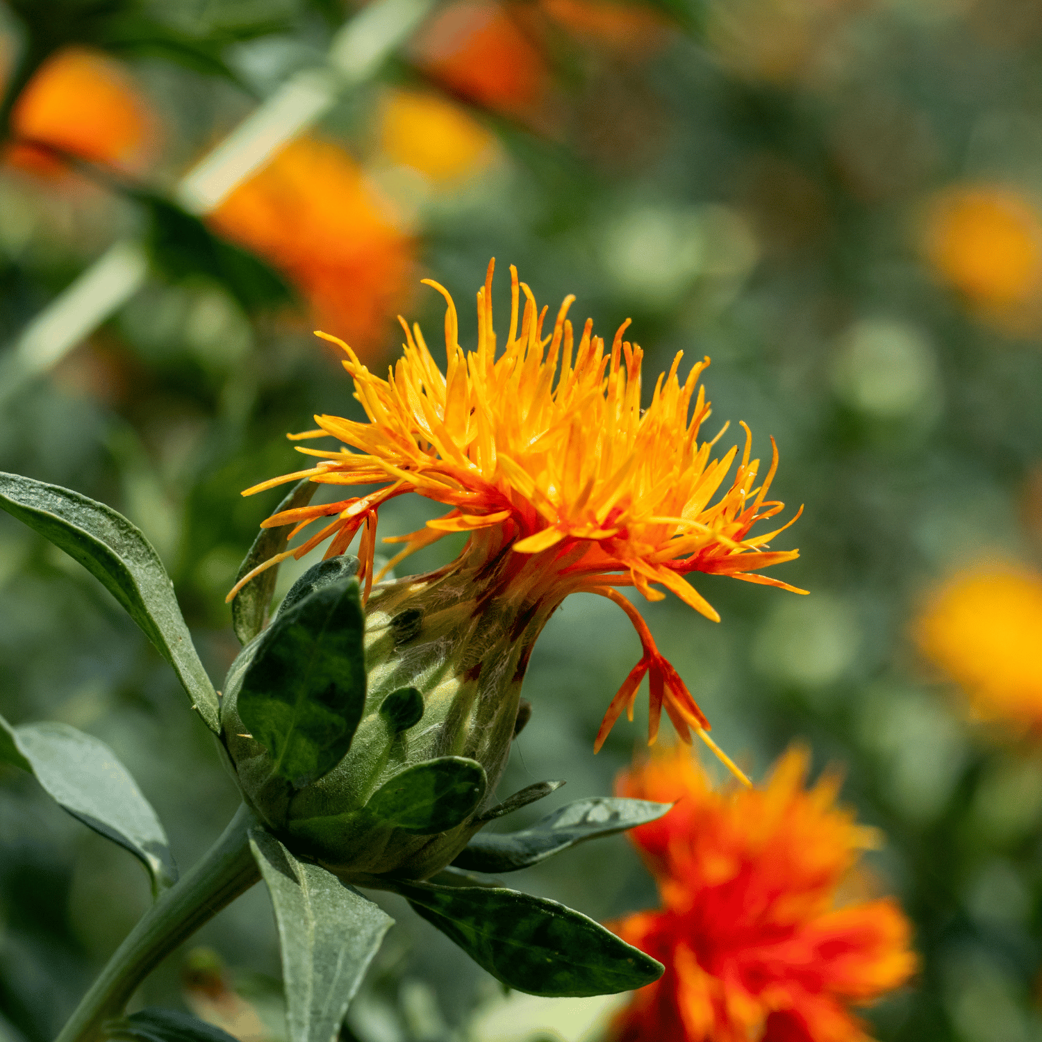 Annual Orange Safflower