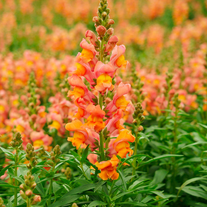 Orange Snapdragon Flower Seeds for Planting - 100