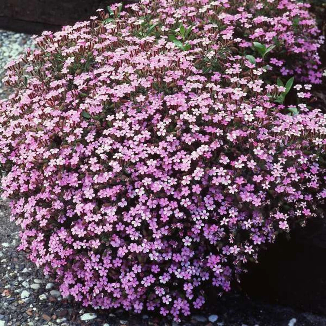 Bulk Soapwort Seeds - Rock Soapwort