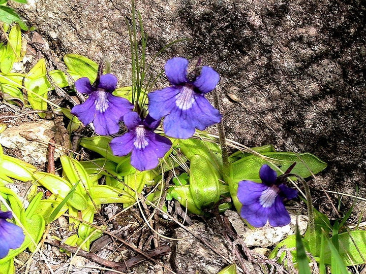 Blue Pinguicula Grandiflora Plant Seeds for Planting - 100