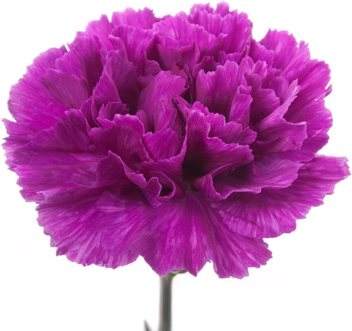 Violet Caryophyllus Flower Seeds for Planting - 100
