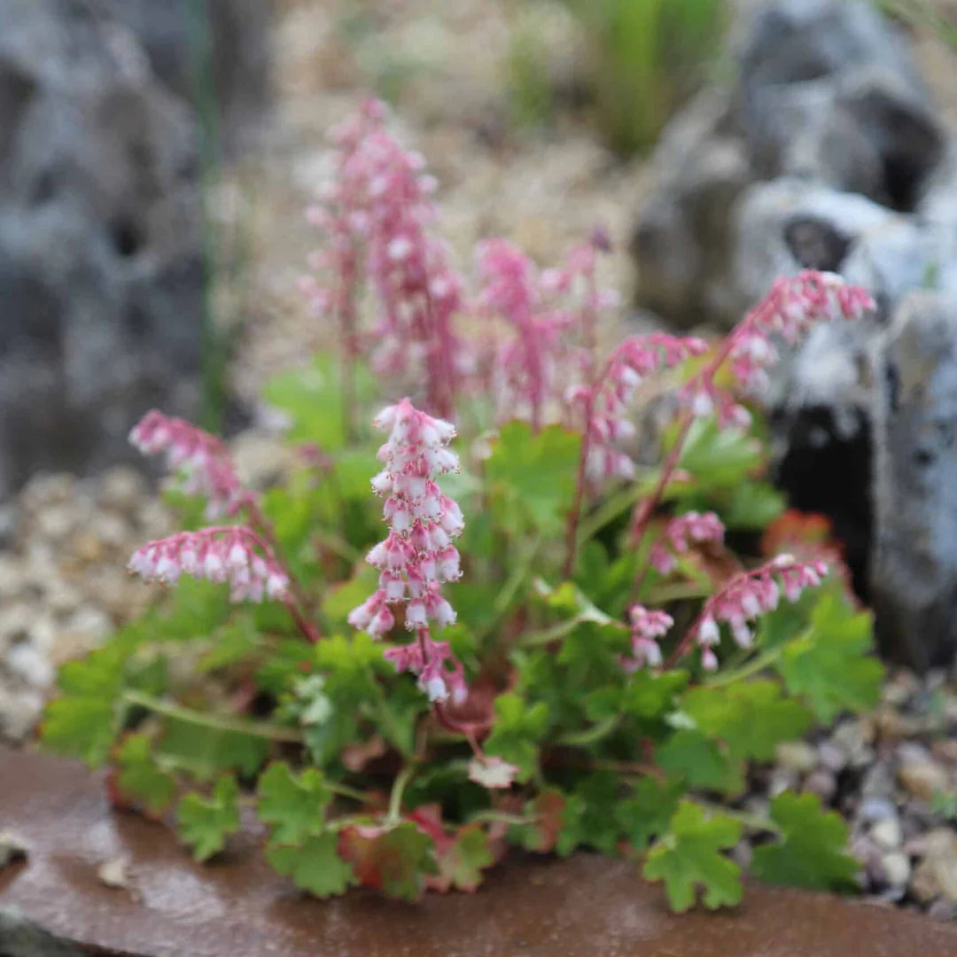 Green Heuchera Plant Seeds for Planting heirloom & Non-GMO Seeds