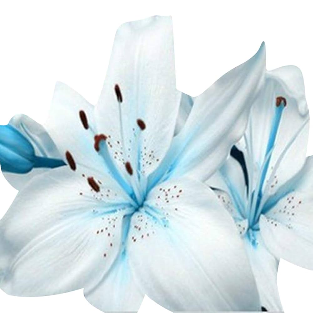Blue heart lily Lilium spp. flower seeds for planting in indoor pots or backyard flower beds