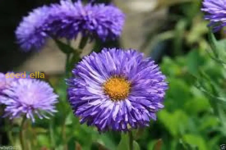 Purple Erigeron Speciosus Flower Seeds for Planting, 100
