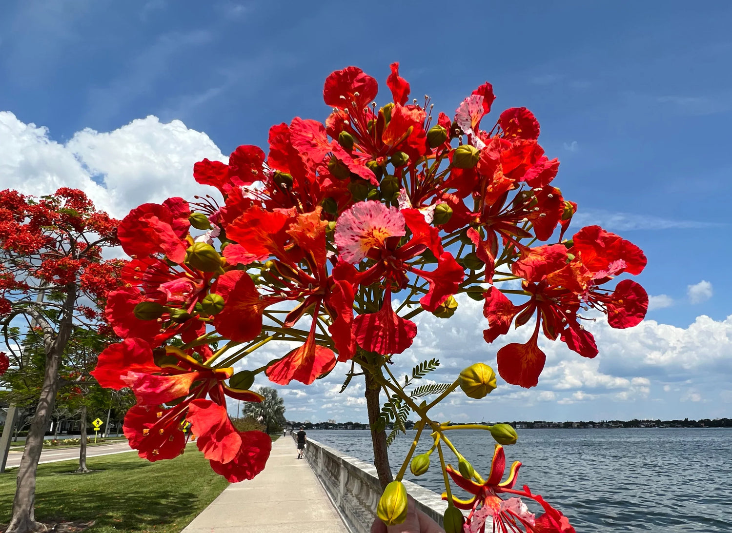 Royal Poinciana Flamboyant Flame Tree Seeds