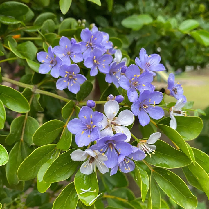 Lignum Flower Seeds for Planting - 100