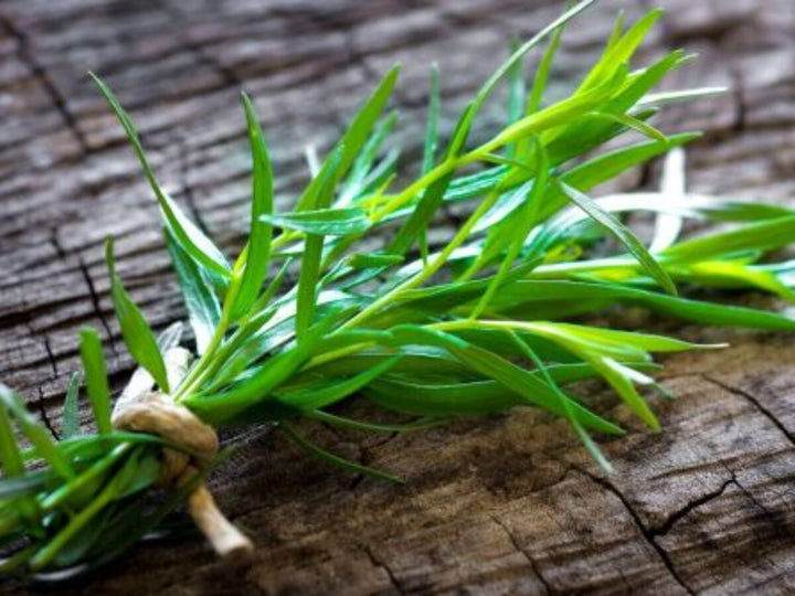 Tarragon Plant Seeds for Planting - 100