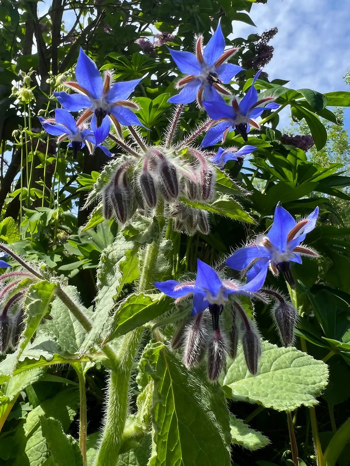 Dark Blue Borago Flower Seeds for Planting - 100