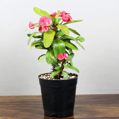 Heirloom Violet Euphorbia Milii Flower Seeds for Planting, Non-GMO
