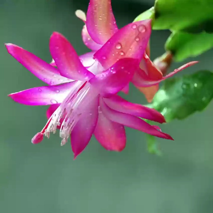 White Pink Zygocactus Flower Seeds for Planting - 100