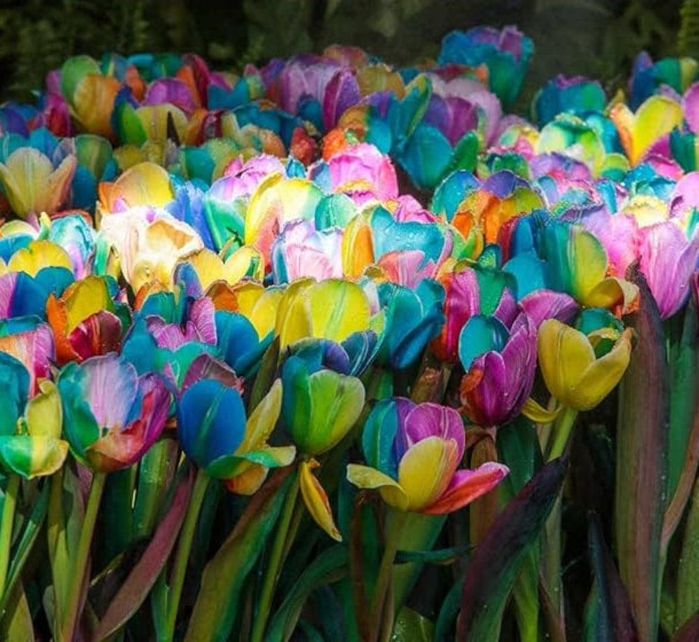 Rainbow tulip flower Tulipa spp. seeds for planting in backyard gardening or balcony pots