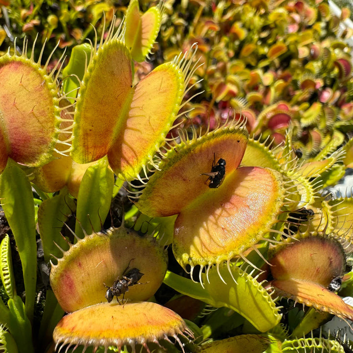 Heirloom Non-GMO Carnivorous Plant Seeds for Planting – Unique Insect-Eating Flower Seeds