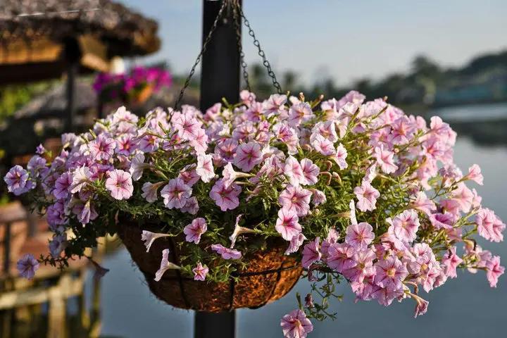 Surfinia Flower Seeds for Planting - NON GMO Seeds Dhara Seeds