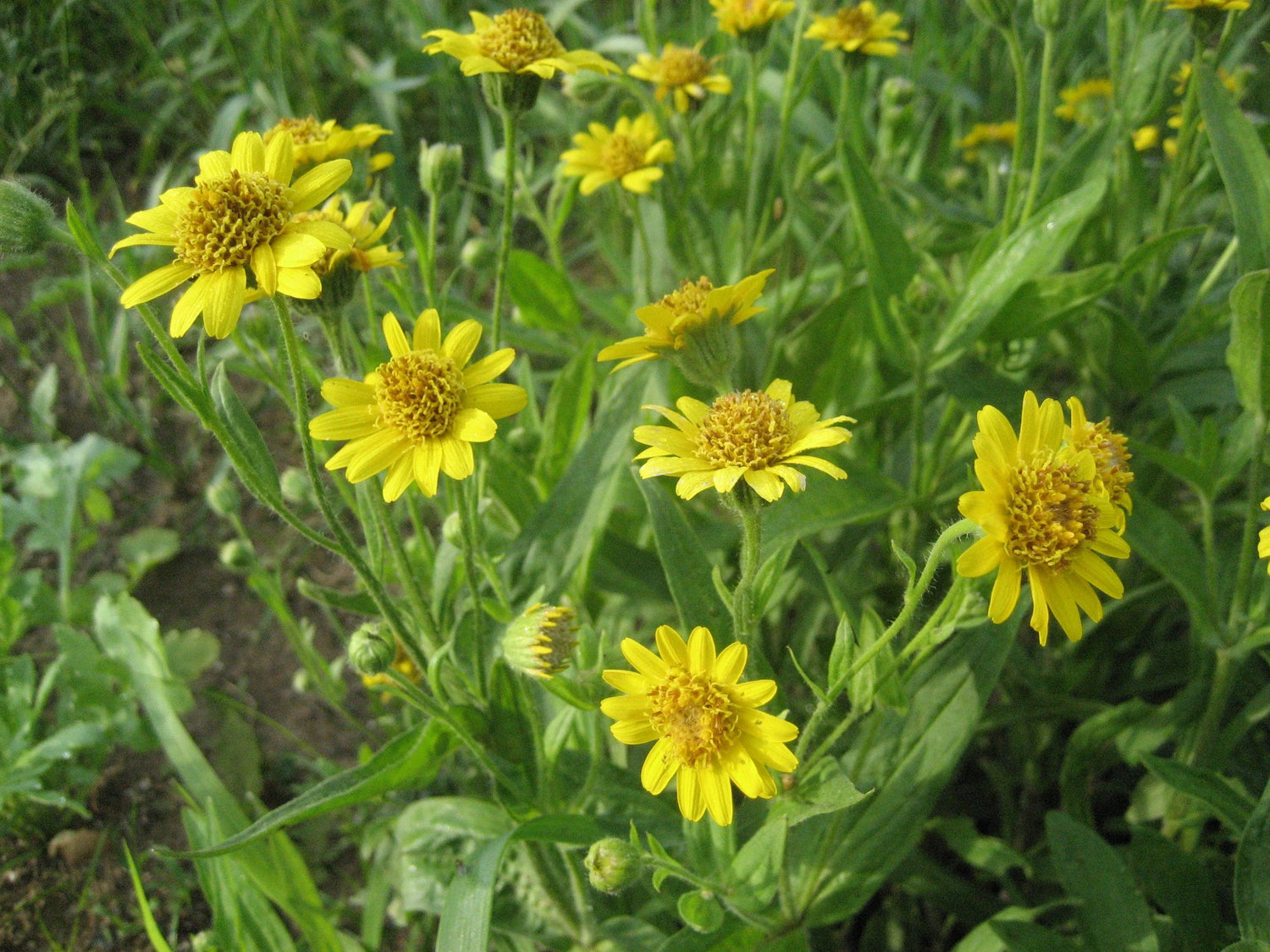 Arnica Meadow Seeds