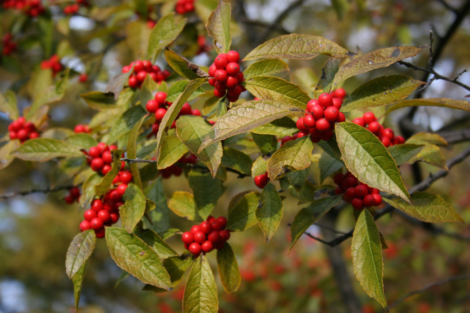 Winterberry Seeds - Add Festive Charm to Your Garden
