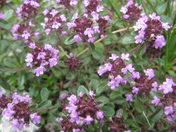 Serpyllum Violet Seeds for Planting – Organic, Heirloom, Non-GMO Creeping Thyme Seeds