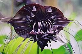 Tiger Orchid Flower Seeds for Planting - 100
