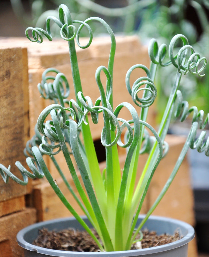 Curly Twisted Plant Seeds for Planting - 100
