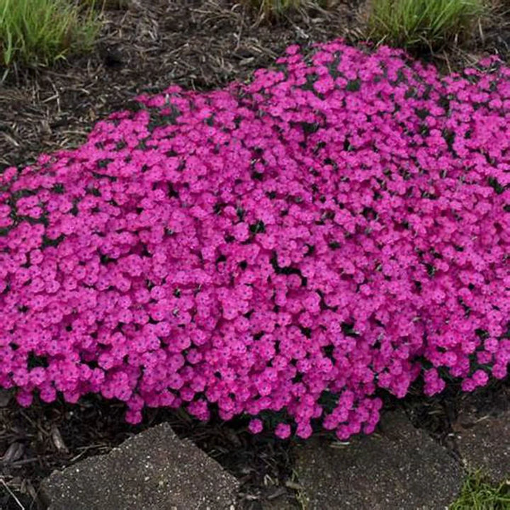 Pink Aubrieta Plant Seeds for Planting - 100