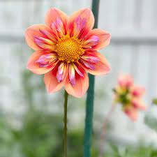 Dahlia 'Orange Hype' Collarette Flower Seeds for Planting – Heirloom and Non-GMO Garden Seeds