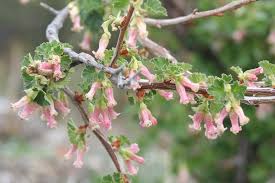 Pink Ribes Cereum Flower Seeds for Planting - 100