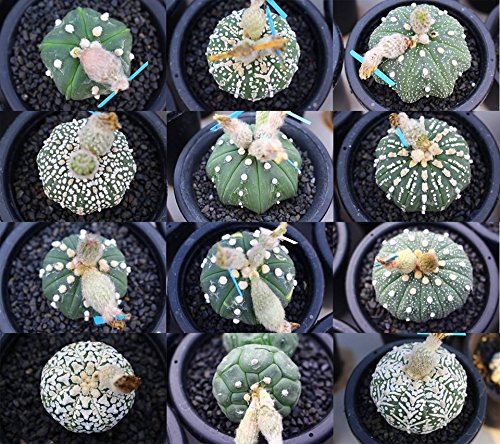 Mixed Astrophytum Plant Seeds for Planting, 100
