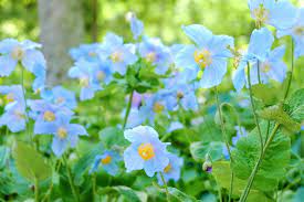 Fresh Meconopsis Flower Seeds for Planting - 100
