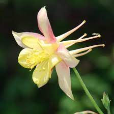Columbine Aquilegia McKana Giants Yellow Flower Seeds for Planting – Ideal for Pollinator-Friendly and Cottage Gardens