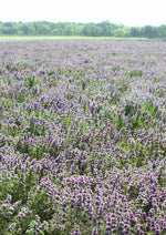 Lavender Lemon Mint Flower Seeds for Planting heirloom & Non-GMO Seeds Dhara Seeds