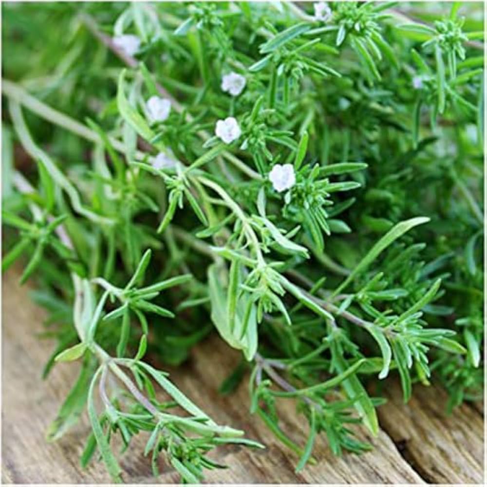 Summer Savory Seeds