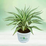 Silver Agave Plant Seeds for Planting NON GMO Seeds Dhara Seeds
