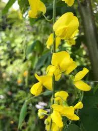 Yellow Laburnum Seeds – Heirloom, Non-GMO Flower Seeds for Planting Dhara Seeds