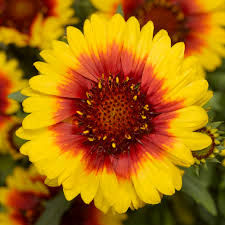 Yellow Red Danova Copper Flower Seeds for Planting - 100