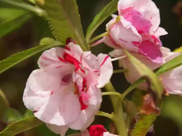 Balsam Flower Seeds for Planting, Fresh, NON GMO Seeds