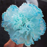 Sky Blue Carnation Flower Seeds – Heirloom, Non-GMO Flower Seeds for Planting Dhara Seeds