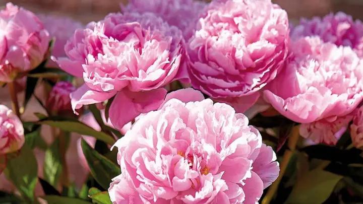 Pink Paeonia Flower Seeds for Planting 100 Dhara Seeds