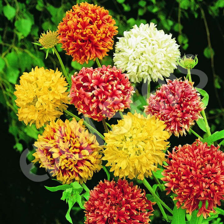 Mixed Gaillardia Flower Seeds for Planting, 100