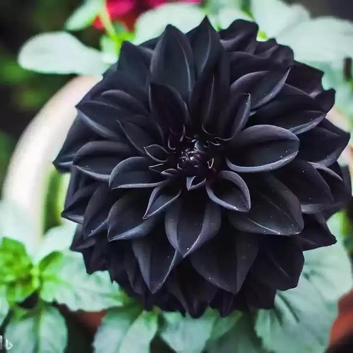 Black Carnation Flower Seeds – Heirloom, Non-GMO Seeds for Planting Elegant Garden Blooms Dhara Seeds