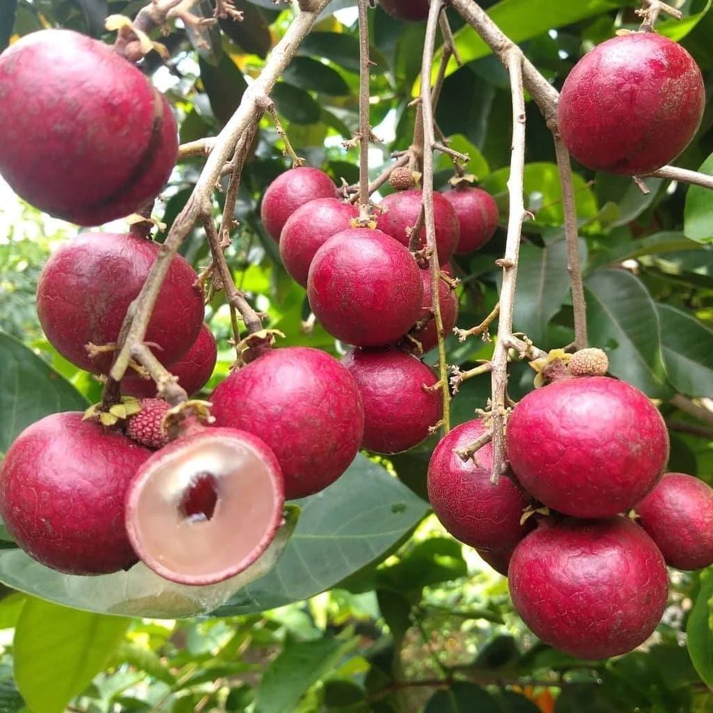 Red Longan Fruit Seeds - Bring Vibrancy and Tropical Charm to Your Garden Oasis 100 pcs