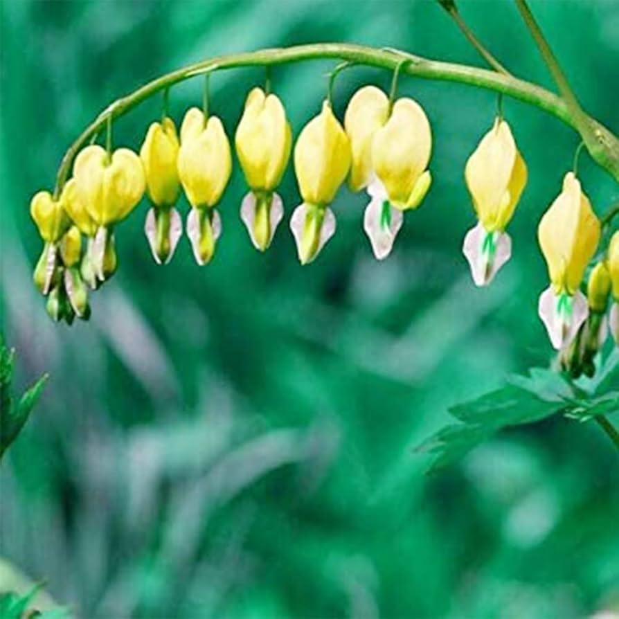 Bleeding heart flower Dicentra spectabilis yellow seeds for shade garden planting