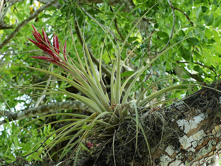 Tillandsia Flower Seeds for Planting - 100