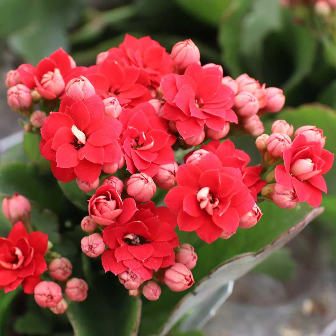 Organic Kalanchoe Plant Seeds for Planting – Heirloom, Non-GMO