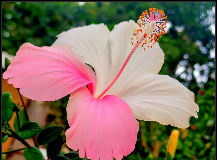 Pink & White Hibiscus Heirloom Non-GMO Seeds for Planting