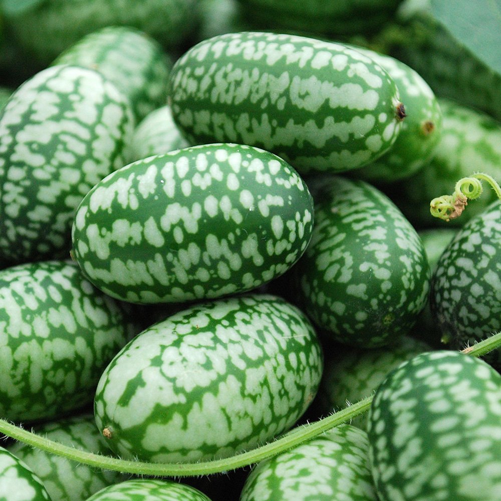 Mini Melon Seeds for Compact, Sweet, and Juicy Fruits