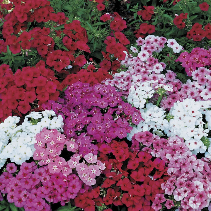Drummondii Flower Seeds for Planting - 100