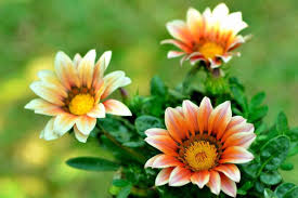 Heirloom Non-GMO White Orange Gazania Flower Seeds for Planting – Vibrant Bloom Seeds