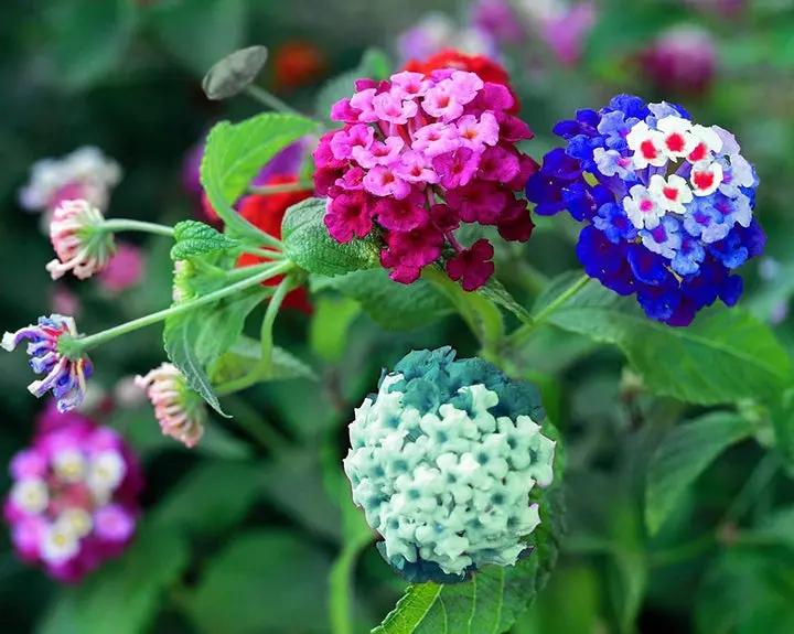 high-germination-non-gmo-heirloom-lantana-camara-seeds

