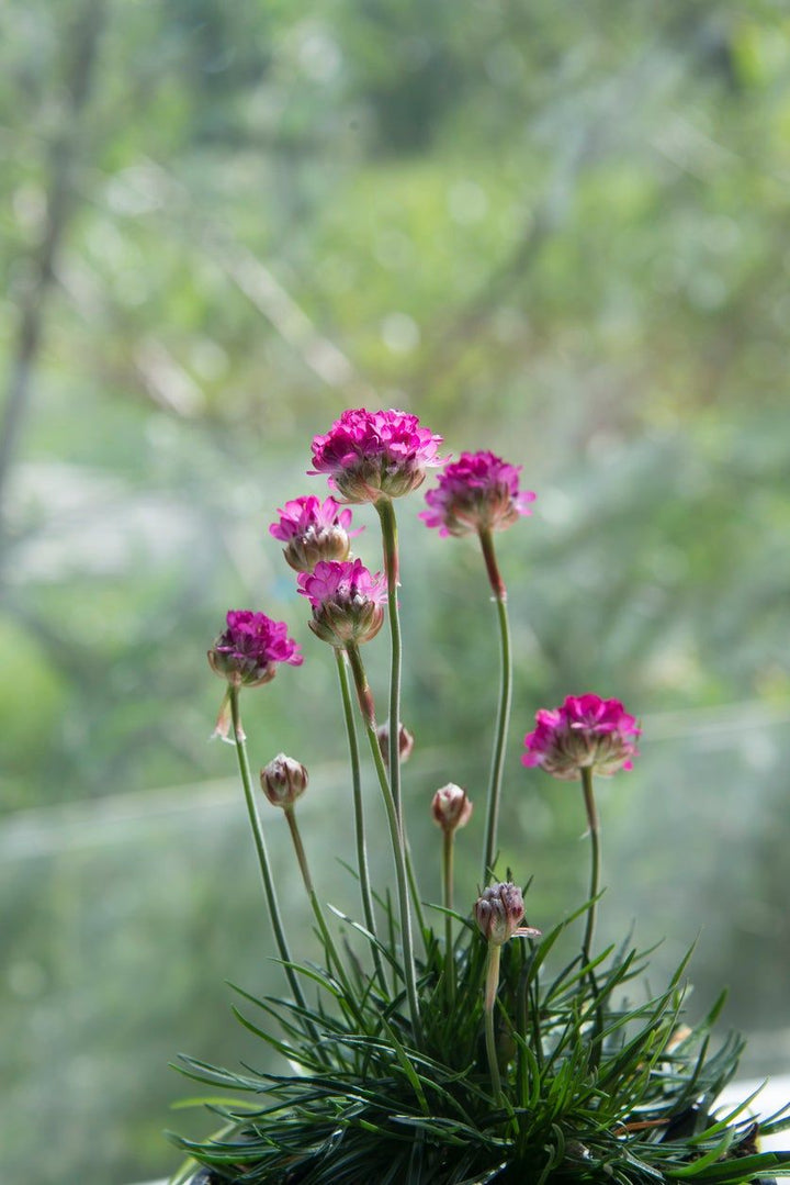 Pink Thrift Joystick Flower Seeds for Planting - 100